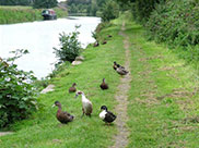 Hungry ducks approach us for food