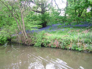 Lots of bluebells by the canal
