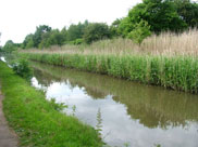The canal narrows because of the plant life