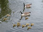 Canadian Geese and their young