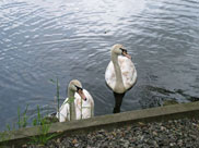 Curious swans at Ince Moss