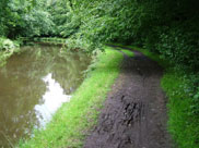 Muddy towpath and overhanging trees made this stretch difficult (and fun)