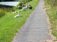 Swans and their young on the towpath